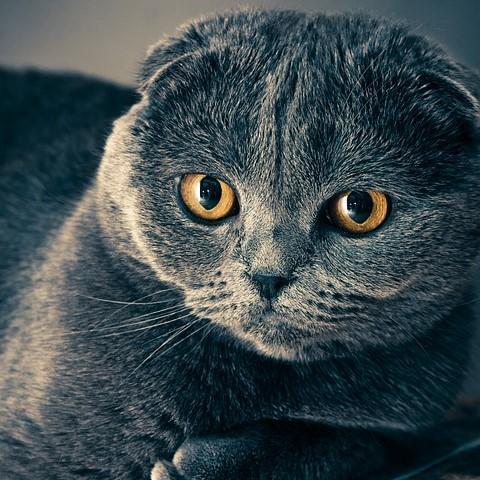 Астма у кошек