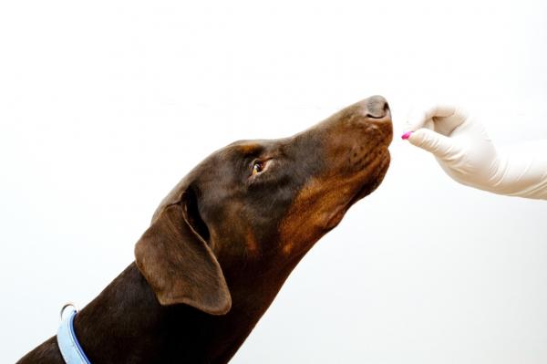 Бенадрил для собак: руководство по дозировке, побочные эффекты и советы