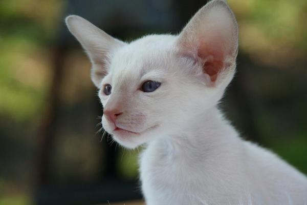 Уход за кошкой-альбиносом: различия между кошками-альбиносами и белыми кошками