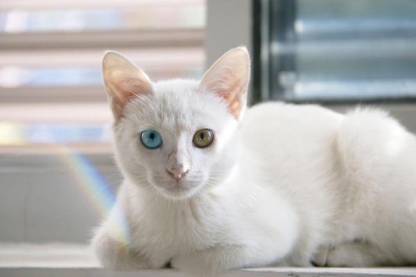Уход за кошкой-альбиносом - Глухота у кошек-альбиносов