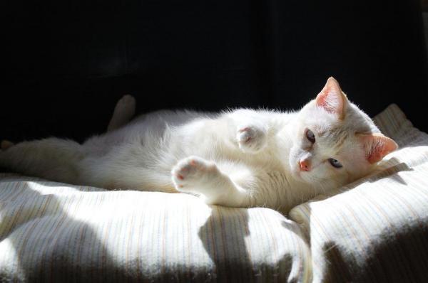 Уход за кошкой-альбиносом: эпидермис кошек-альбиносов