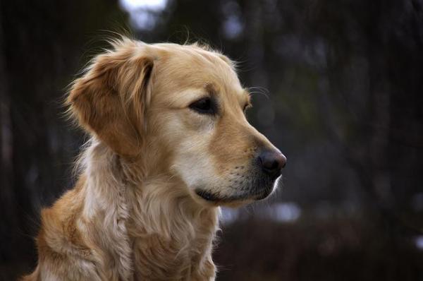 Позаботьтесь о пальто Golden Retriever - есть ли у Golden Retriever двойное пальто?
