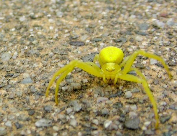Более 20 животных, меняющих цвет - 2. Желтый краб-паук