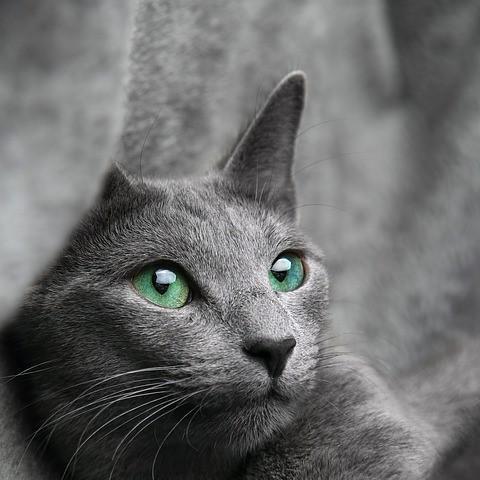 Что делать, если у моей кошки стресс