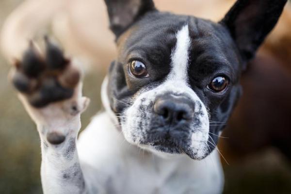 Чувствительные лапы собаки: причины и лечение