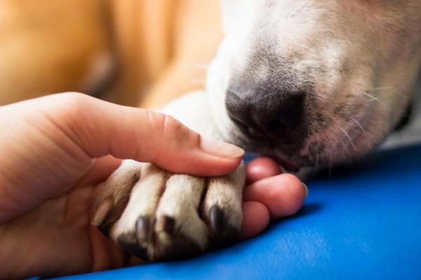 Чувствительные лапы собаки - Причины и лечение - У вашей собаки боль?
