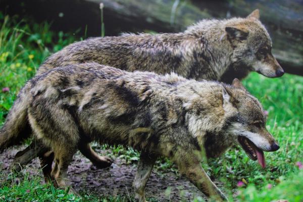 Диета и охотничьи привычки серого волка: на что похожи серые волки?