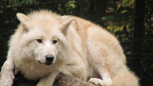 Диета серого волка и охотничьи привычки: подвиды и виды волков