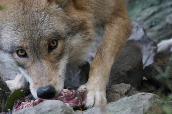 Диета и охотничьи привычки серого волка: что едят серые волки?