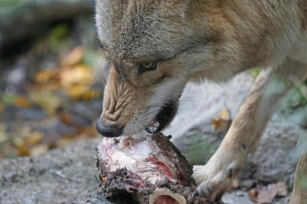 Диета и охотничьи привычки серого волка: сколько едят волки?