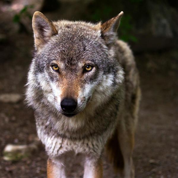 Диета серого волка и охотничьи привычки