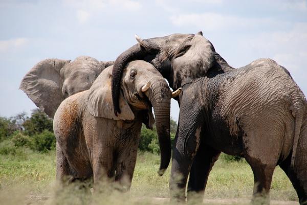 Диета слона: могут ли слоны адаптироваться к новым диетам?