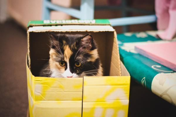 DIY игрушки для кошек с картоном