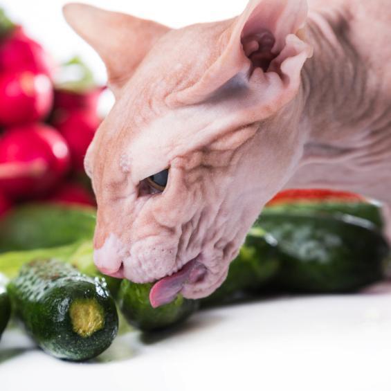 Фрукты и овощи рекомендуются для кошек