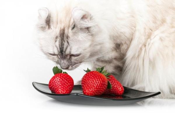 Фрукты и овощи, рекомендуемые для кошек: какие фрукты лучше всего подходят для кошек?