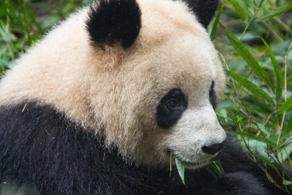 Где живут медведи панды? - Область применения и распространение гигантской панды.