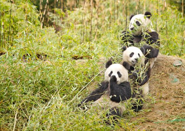 Где живут медведи панды? - Какова среда обитания панды?