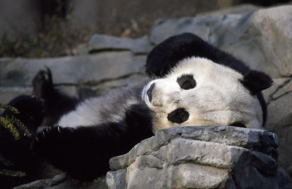 Где живут медведи панды? - гигантская панда: уязвимый вид