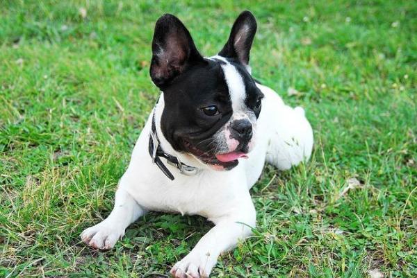 Дизайнерские кроссы или собаки: 12 самых популярных породных кроссов - Frenchie Pug