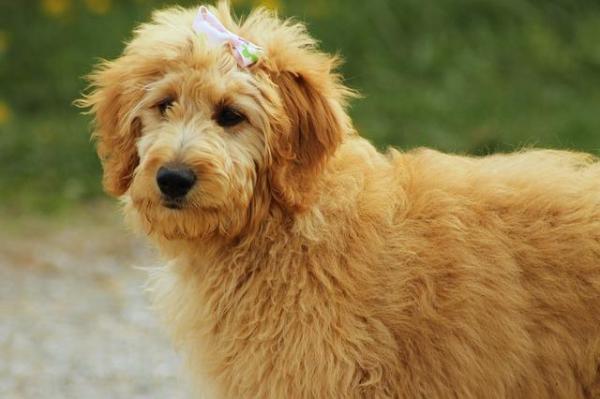Крестики или дизайнерские собаки: 12 самых популярных породных кроссов - Goldendoodle