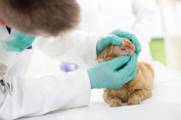 Гингивит у кошек: причины и лечение - Распознавание гингивита: симптомы у кошек