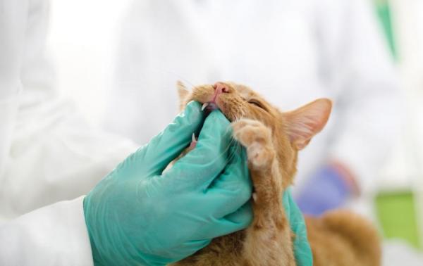 Гингивит у кошек: причины и лечение - Лечение кошачьего гингивита