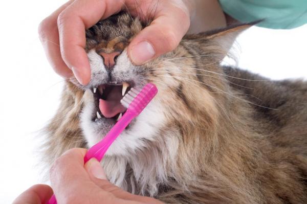 Гингивит у кошек: причины и лечение - Профилактика