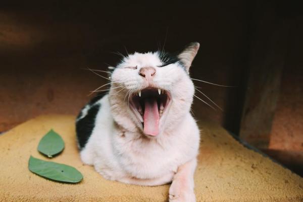 Гингивит у кошек: причины и лечение - причины