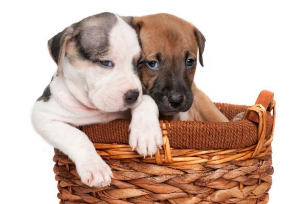 Имена для собак Pit Bull: имя в зависимости от его внешнего вида и характера