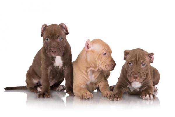 Имена для собак Pit Bull - Имена для кобелей Pit Bulls