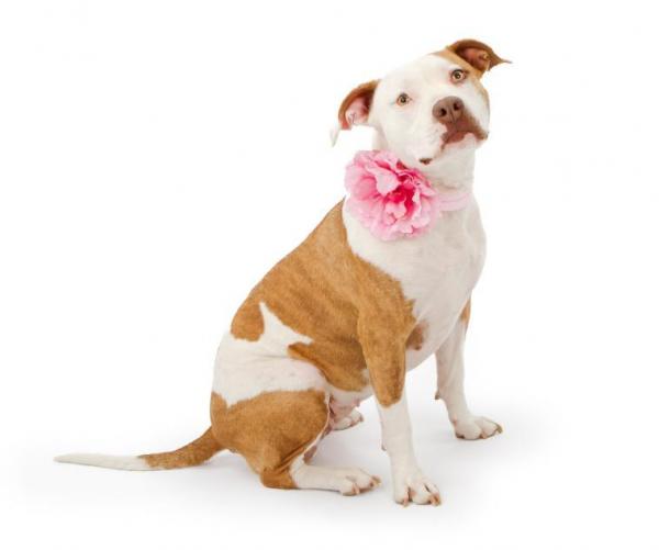 Имена для собак Pit Bull - Имена для женщин Pit Bull