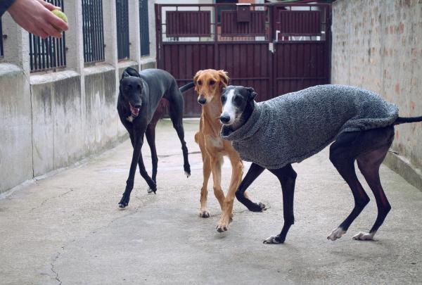 Испанские породы собак - Top 26 - 1. Испанская борзая