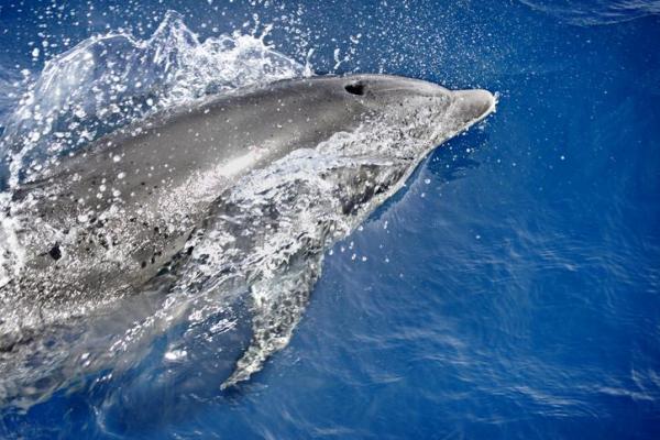 Как дельфины дышат под водой?