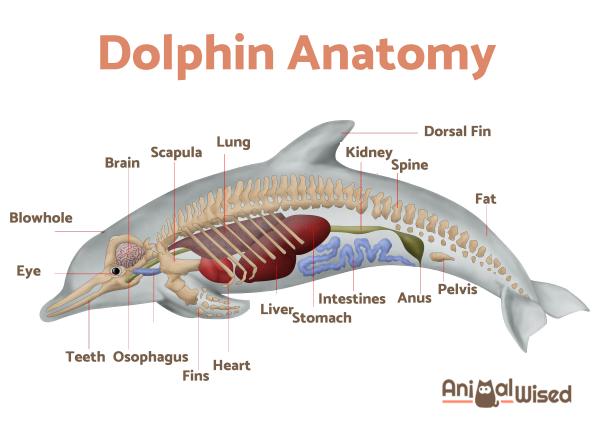 Как дельфины дышат под водой? - Дельфин легкие