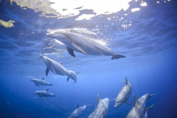 Как дельфины дышат под водой? - Данные о дыхании дельфинов