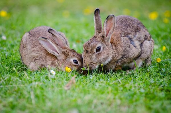 Как кролики спариваются? - В каком возрасте размножаются кролики?