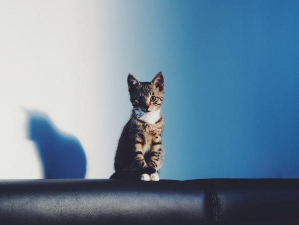 Как помочь котенку спать: проблемы со сном у котят