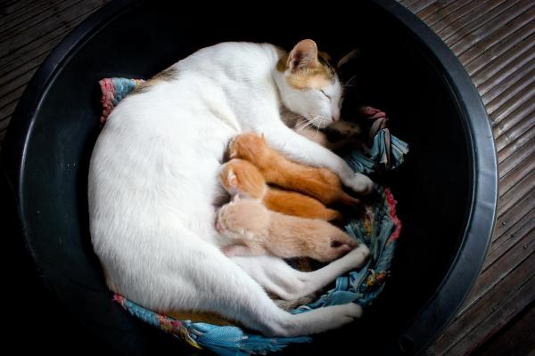 Как скоро котята могут покинуть свою маму? - Почему бы нам не разлучить котенка преждевременно?