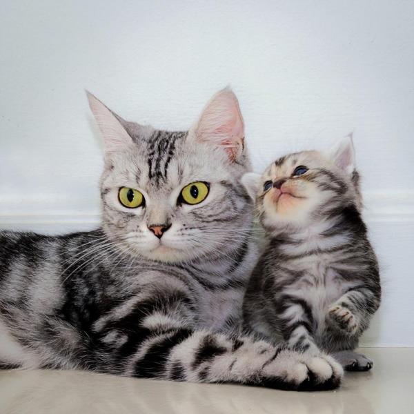 Как скоро котята могут покинуть свою маму?