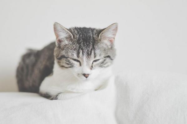 Как скоро котята могут покинуть свою маму? - Советы, чтобы отделить кошку от ее матери