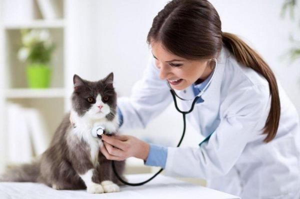 Как ухаживать за кошкой зимой - 1. Профилактическая медицина: беречь здоровье своей кошки зимой