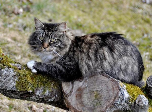 Какие самые старые породы кошек в мире? - 7. Норвежский лес