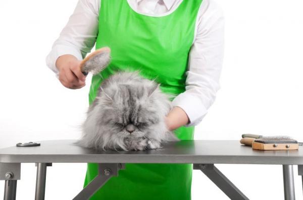 Купание персидской кошки: пошаговое руководство - Шаг 5
