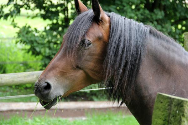 Лучшая выездка лошадей - лошадь из Ганновера