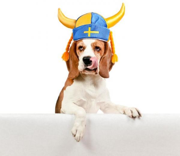 Мифологические имена для собак: викинги или скандинавские мифологические имена для собак