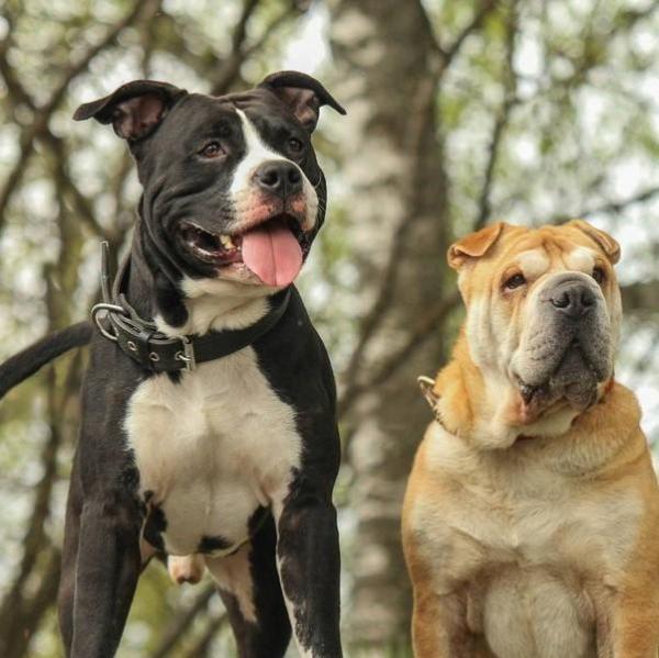 Могут ли американские стаффордширские терьеры жить с другими собаками?