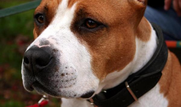 Могут ли американские стаффордширские терьеры жить с другими собаками? - Позитивное отношение дома