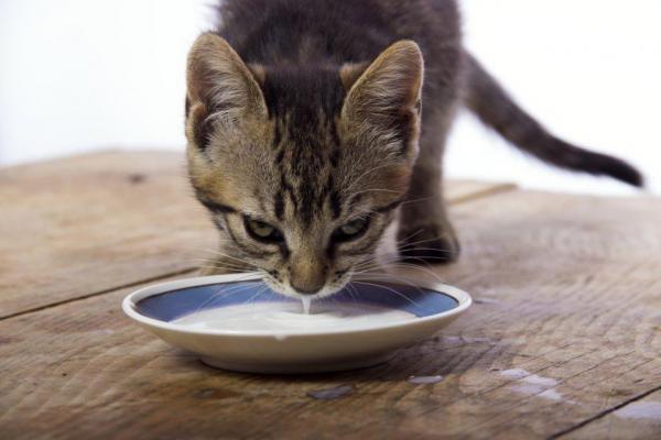 Могут ли кошки пить молоко?