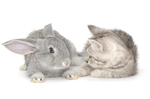 Могут ли кот и кролик жить вместе? - легче в молодости