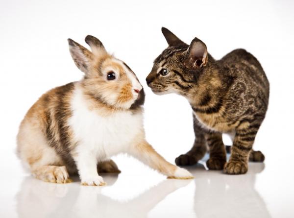 Могут ли кот и кролик жить вместе? - Если кролик придет позже ...